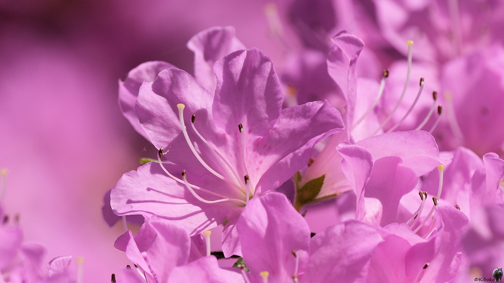 s180512 Bremen Rhododendron 3576