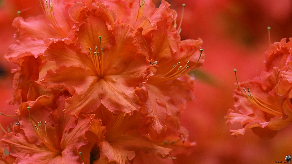 s180512 Bremen Rhododendron 4083