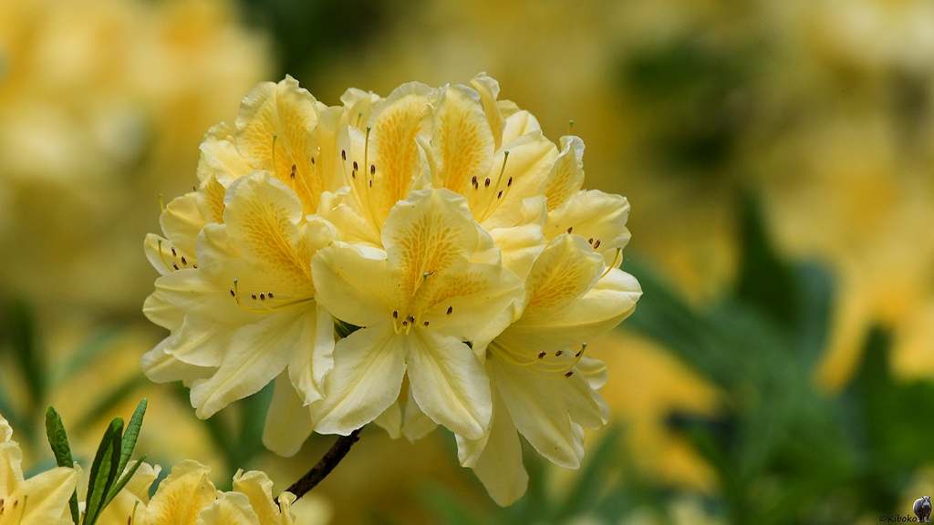 s180512 Bremen Rhododendron 4101