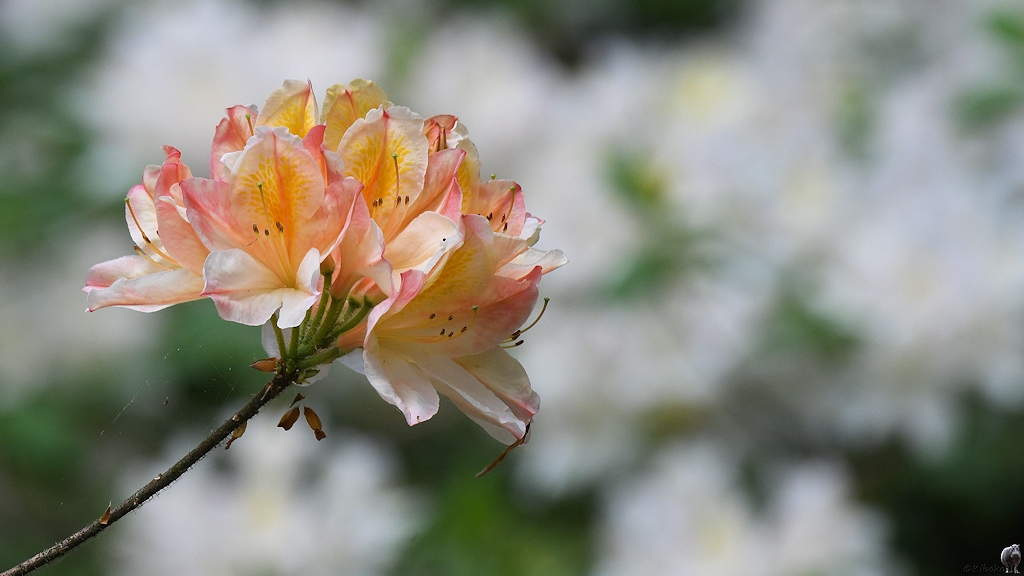s180512 Bremen Rhododendron 4105