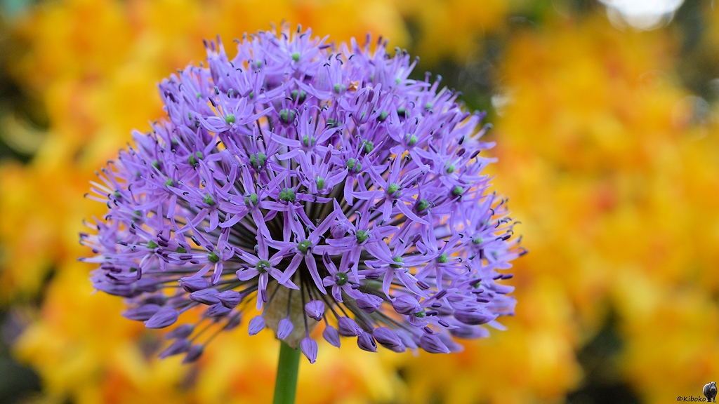 s180515 Bremen Blume 1810