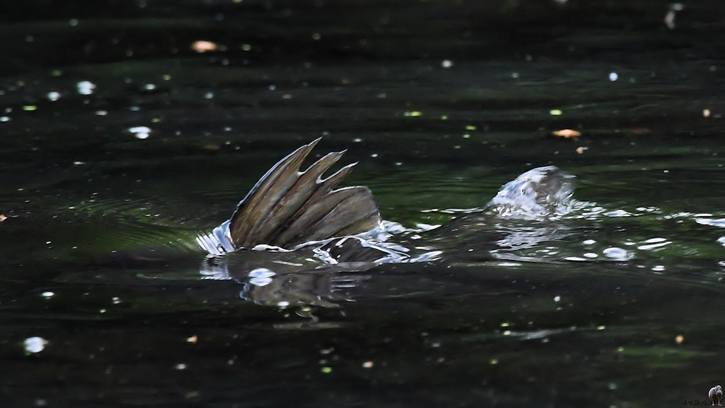 s180515 Bremen Fisch 4899