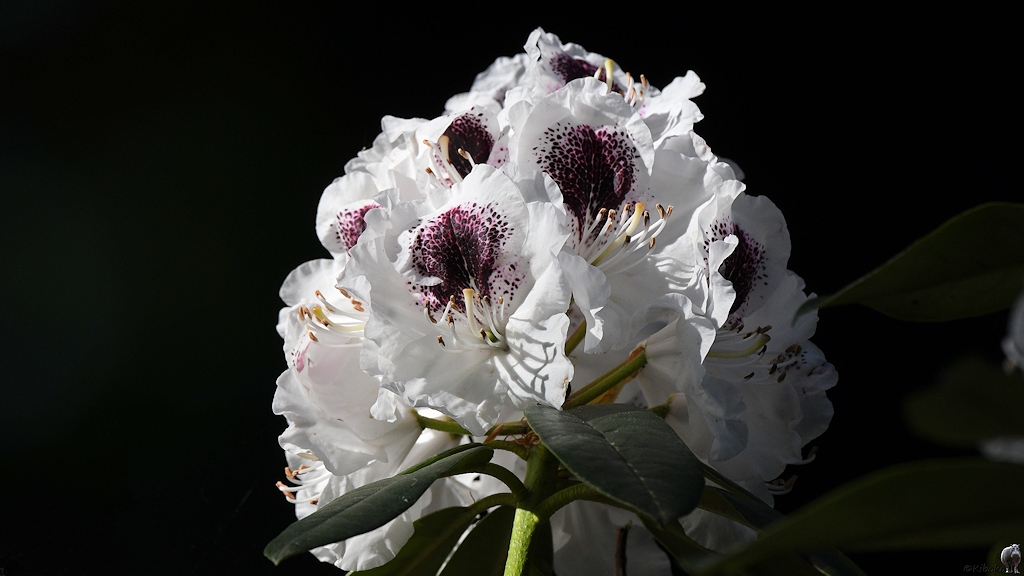 s180515 Bremen Rhododendron 4116