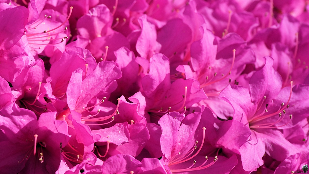 s180515 Bremen Rhododendron 4125