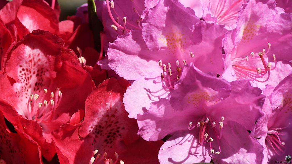 s180515 Bremen Rhododendron 4279