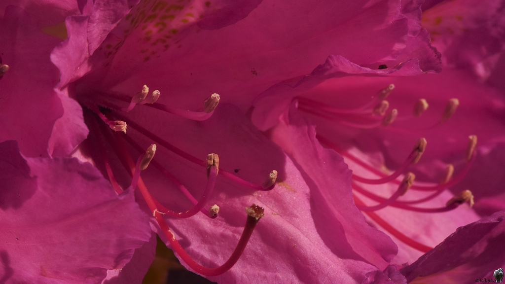 s180515 Bremen Rhododendron 7919