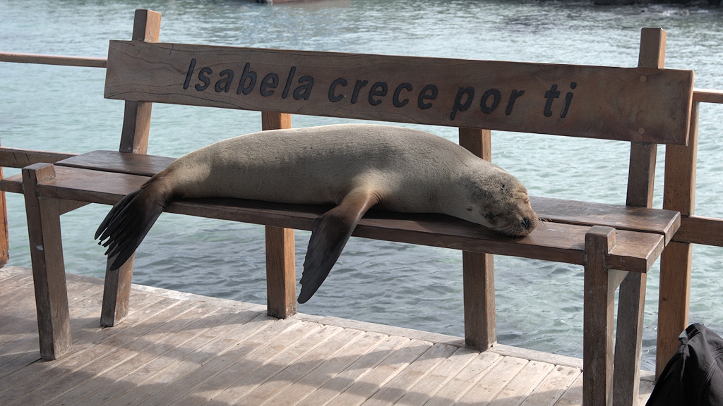 s1875 Seelöwe auf Bank in Isabela 1737  1a