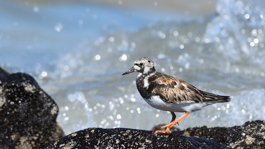 s1911 Isabela Ruddy Turnstone 5139