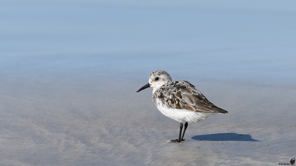 s1912 Isabela Sanderling 5061