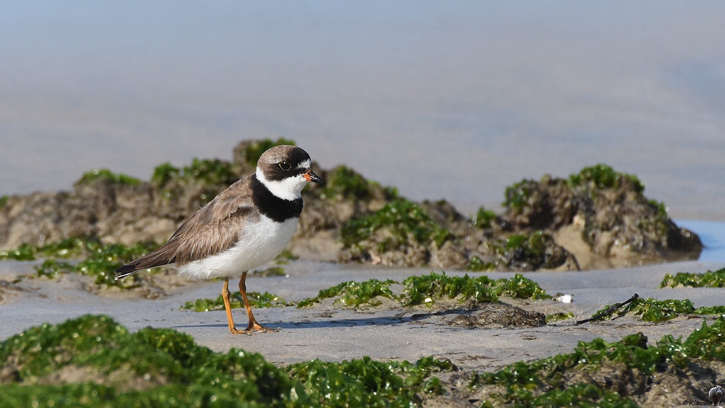 s1913 Isabela Semi palmated Plover 5059