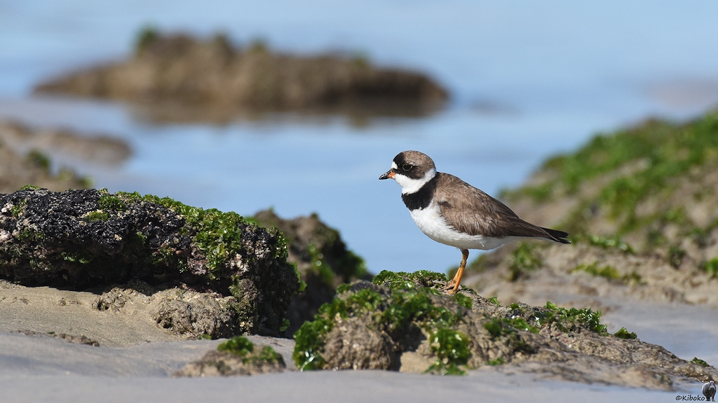 s1913 Isabela Semi palmated Plover 5073