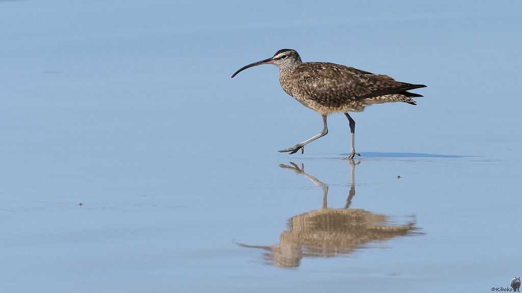 s1914 Isabela Regenbrachvogel (Whimbrel) 5171
