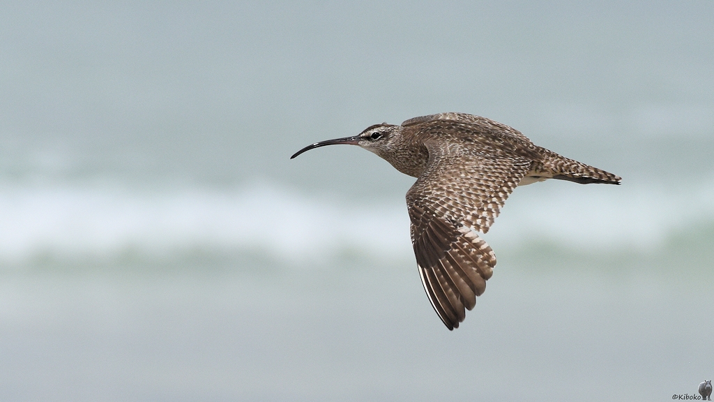s1914 Isabela Regenbrachvogel (Whimbrel) 5319