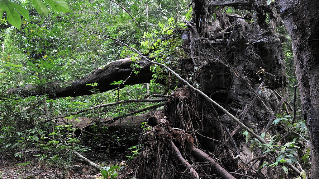 s211 Baum 4353
