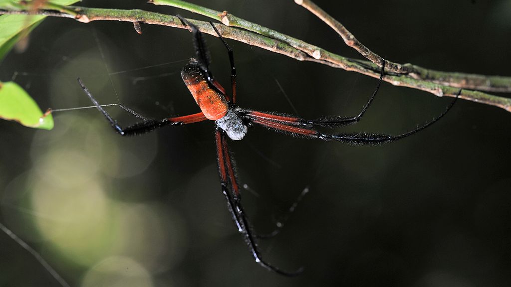 s238 Spinne 4446