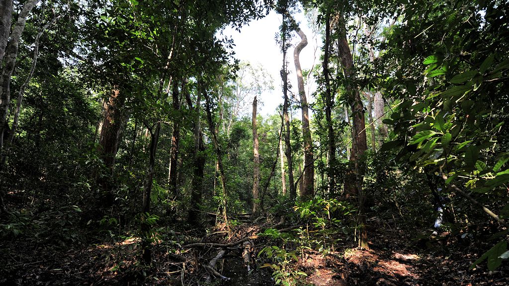 s238 Urwald 4428