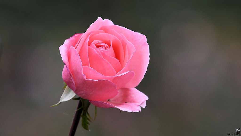 s246 Bishkek Rose 5886