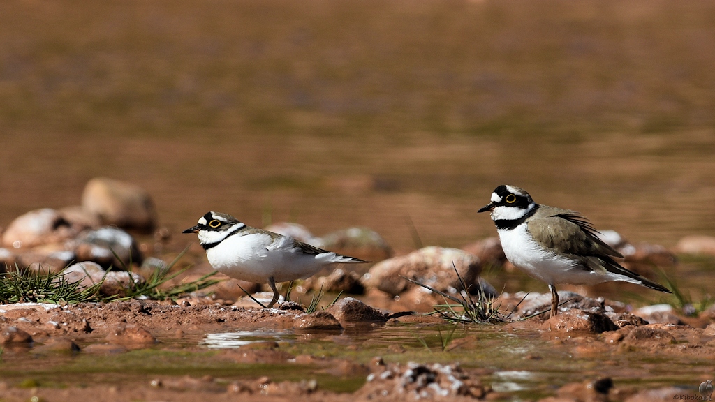 s261 LittleRingedPlover 0380