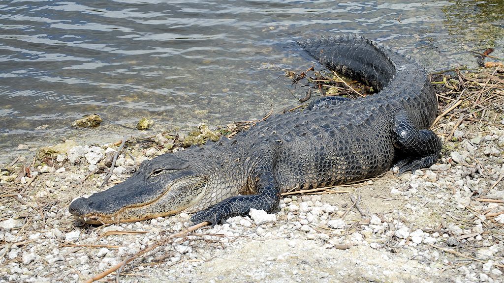 s360 Aligator