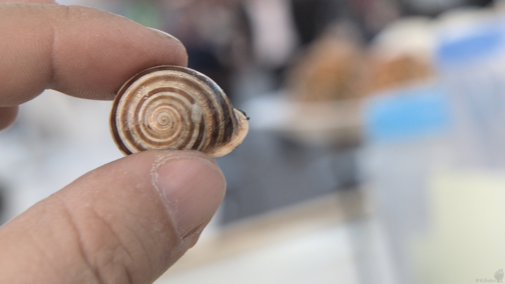 s375 Marrakech Schnecken 1842  1