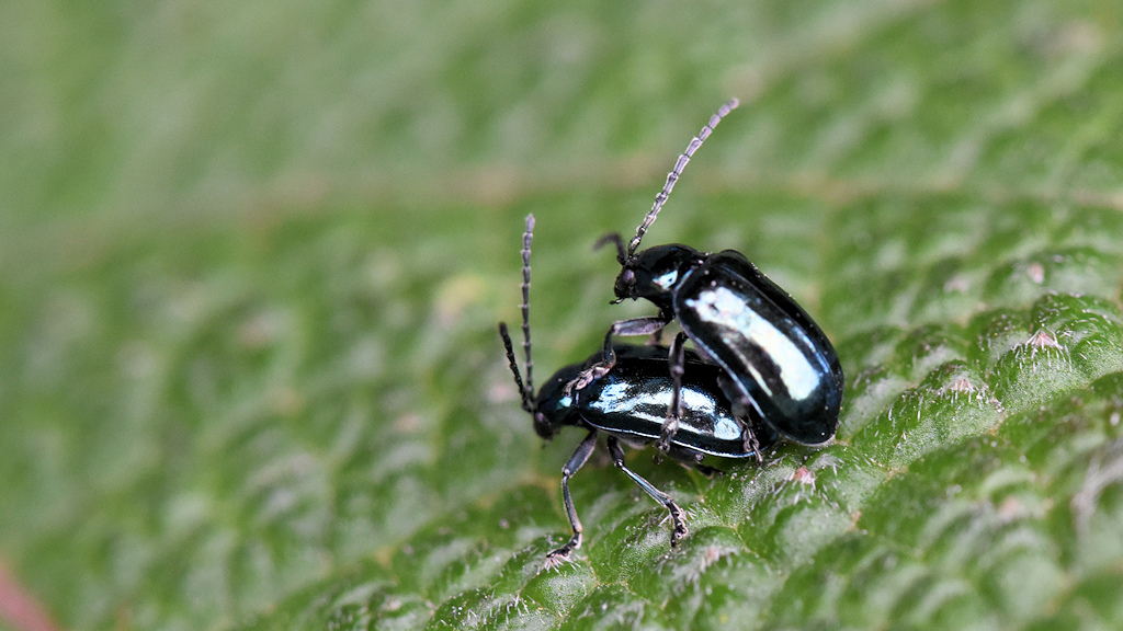 s379 Käfer Paarung 0876