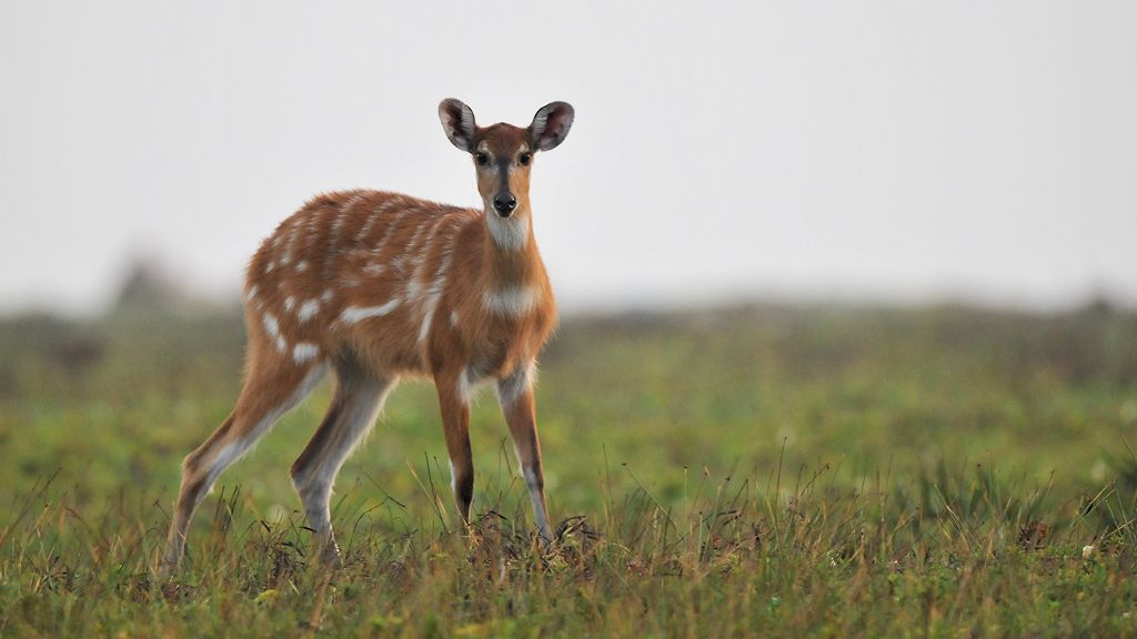 s382 junge Sitatunga bei Sette Cama am Strand 9104