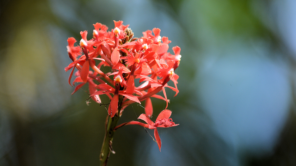 s420 Blume 3286