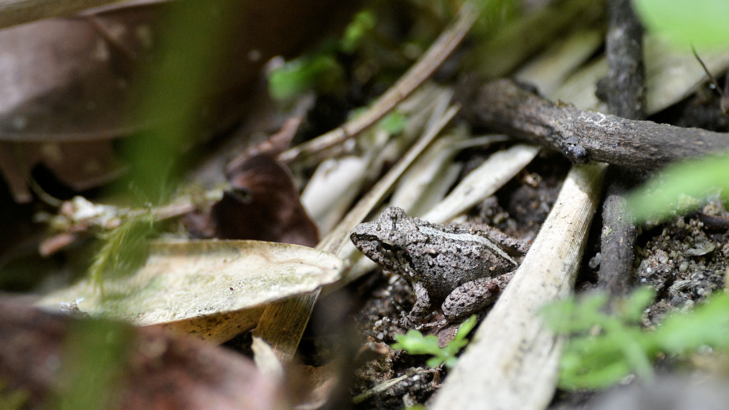 s425 Frosch 3417