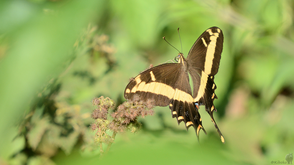 s434 Schmetterling 7499a