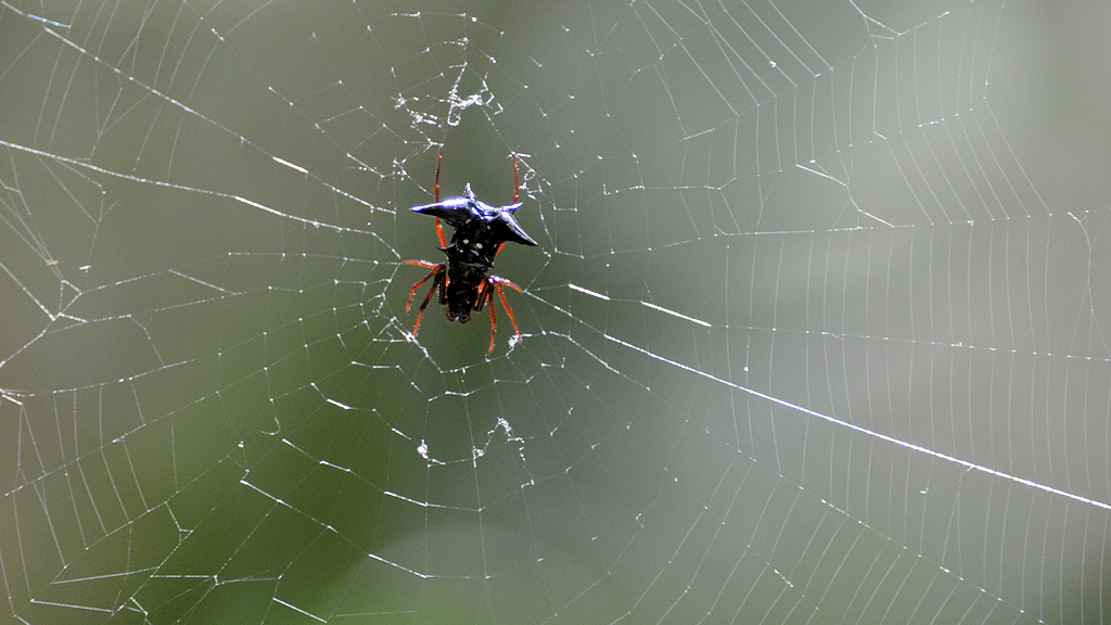 s437 Spinne 3496