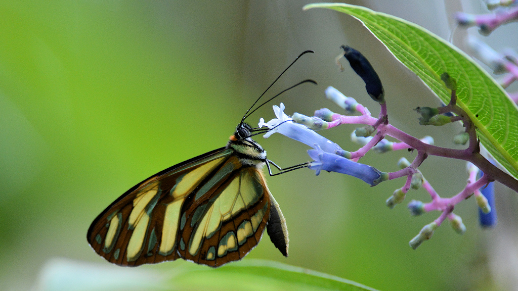 s439 Schmetterling 3547