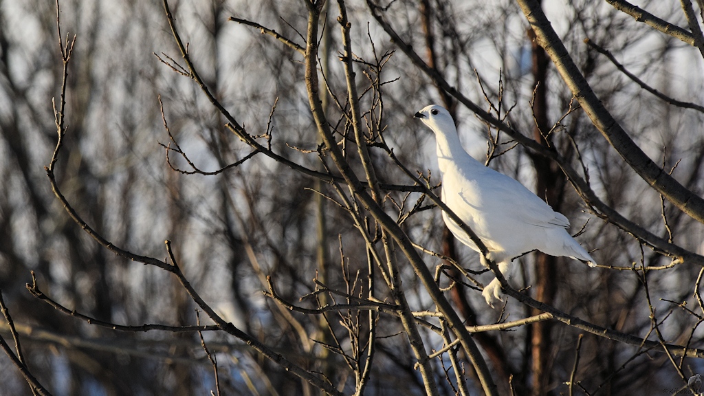 s440 bKvalöyvag Schneehuhn 9407