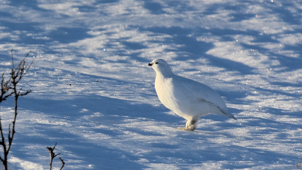 s440 bKvalöyvag Schneehuhn 9453
