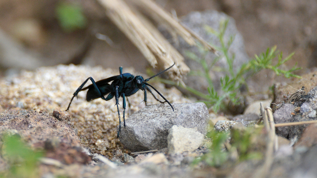 s458 Raubwespe 3755