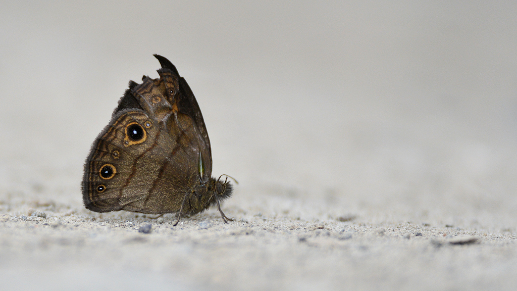 s460 Schmetterling 3775