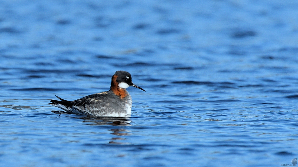 s465 Odinshühnchen, Ilulissat
8504