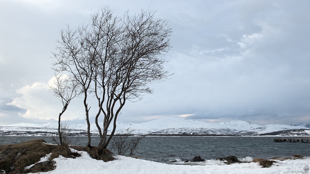 s551 Telegrafenbukta 8337  1