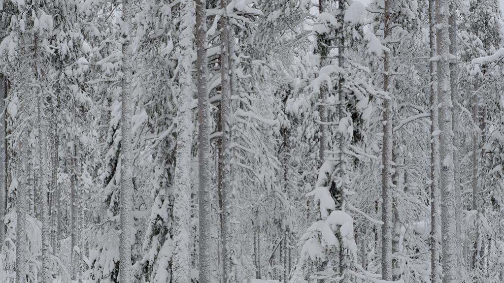 s610 Wald 6317  1