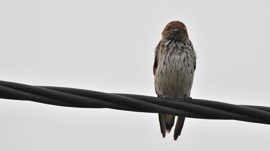 s619 Maidschwalbe (Lesser Striped Swallow) 9650