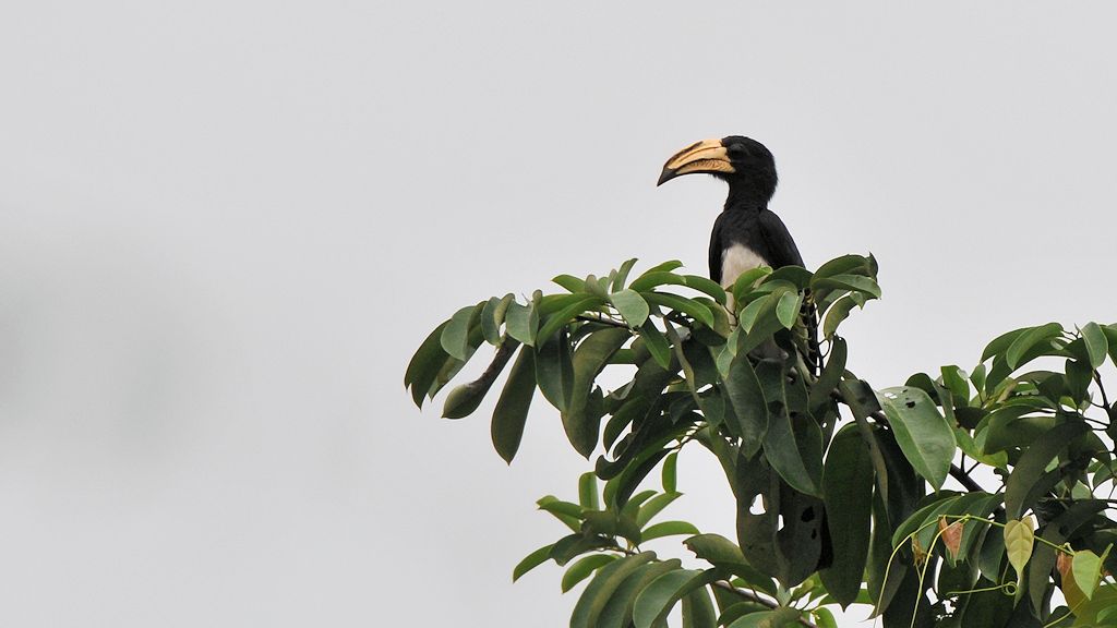 s621 Elstertoko (African Pied Hornbill)
 9725