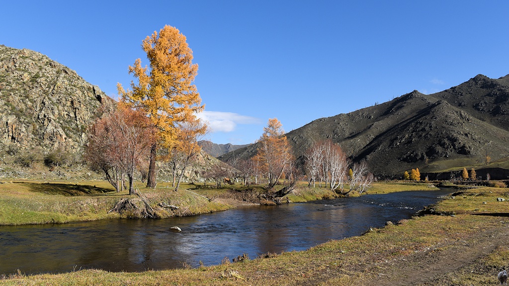 s628 Lärche am Fluss 2691