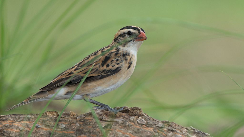 s650 Dominikanerwitwe (Pin-Tailed Whydah) 0038  1