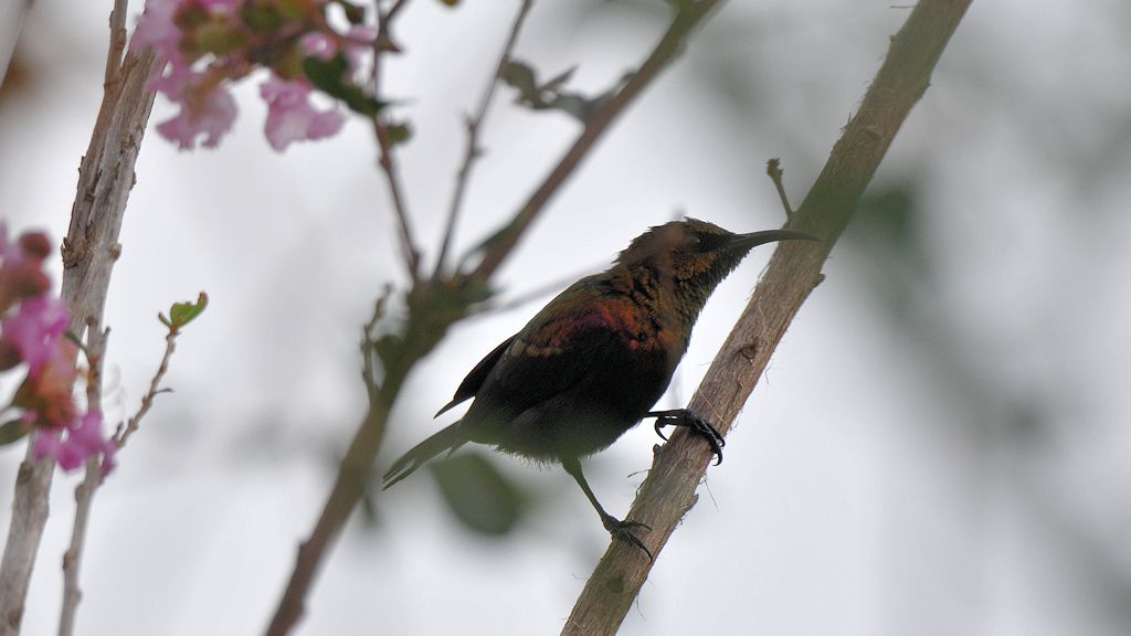 s650 Kupfernektarvogel (Copper Sunbird) Männchen 0140
