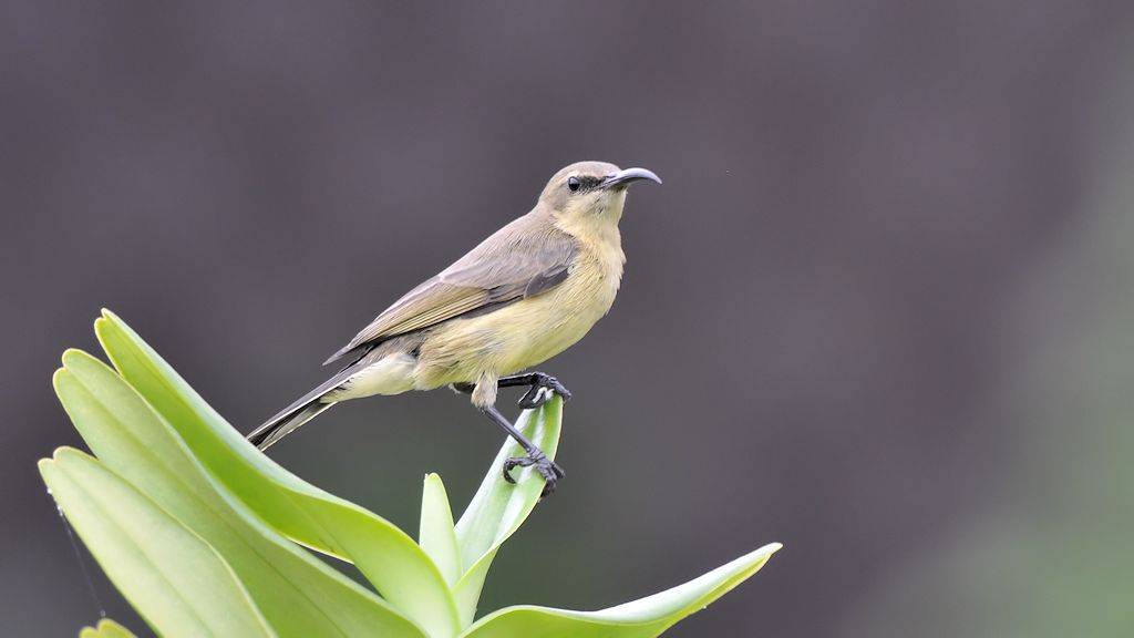 s650 Kupfernektarvogel (CopperSunbird) Weibchen 0159