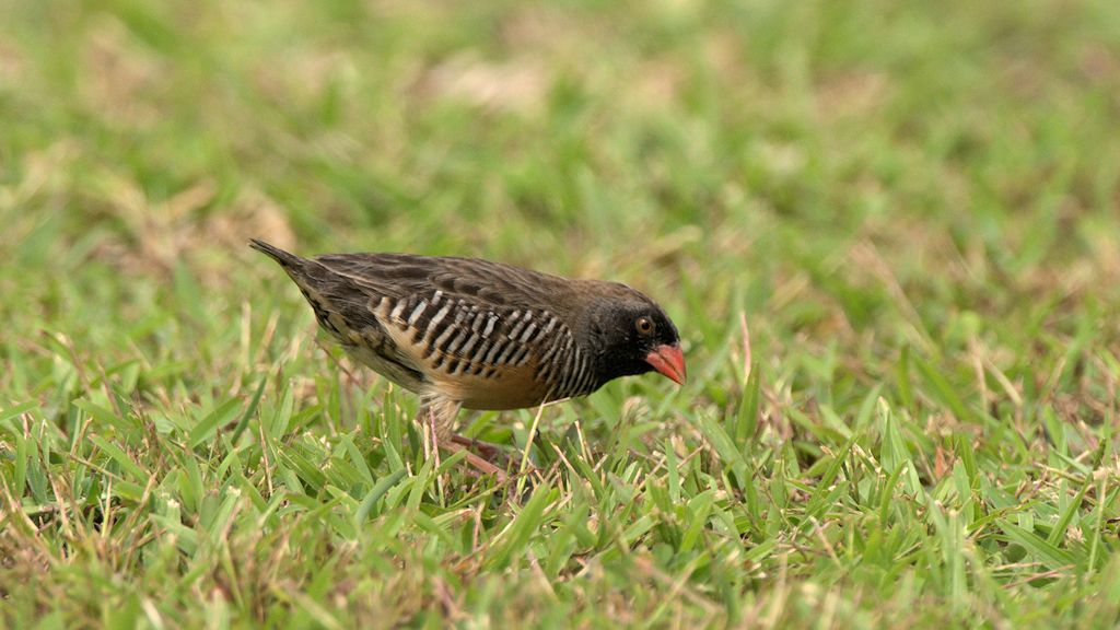 s650 Schwarzkinn Wachtelastrild (Black-Chinned Quailfinch) 9997  1