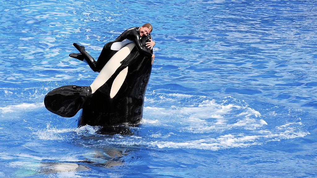 s650 SeaWorld Orka