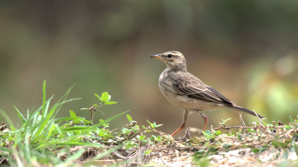 s650 Selzenweber (Long Legged Pipit) 9857  1