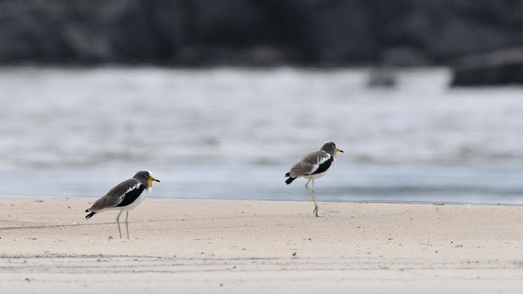 s650 WhiteHeadedLapwing 9799
