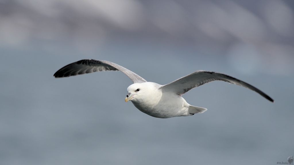 s661 Diskofjord Eissturmvogel 9572