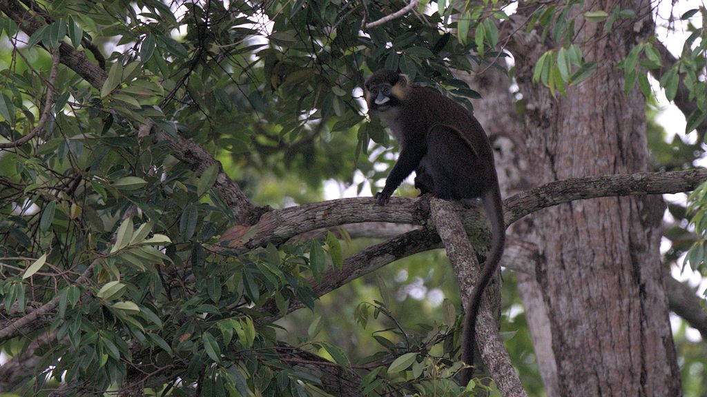 s671 Blaumaulmeerkatze (MoustachedGuenon) 0233  1